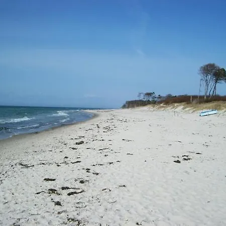 Graureiher In Apartamento Prerow