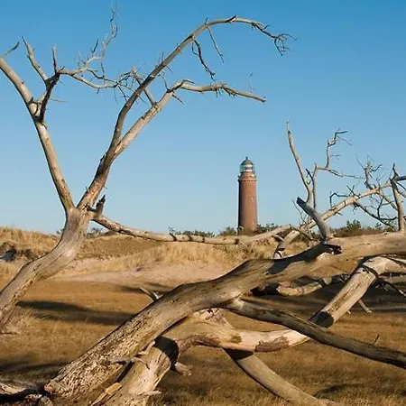 Graureiher In * Prerow